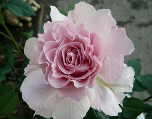 三款花中精品，小巧可愛、四季開花的水果盆栽