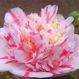 茶花精品 狂想曲的盛大綻放