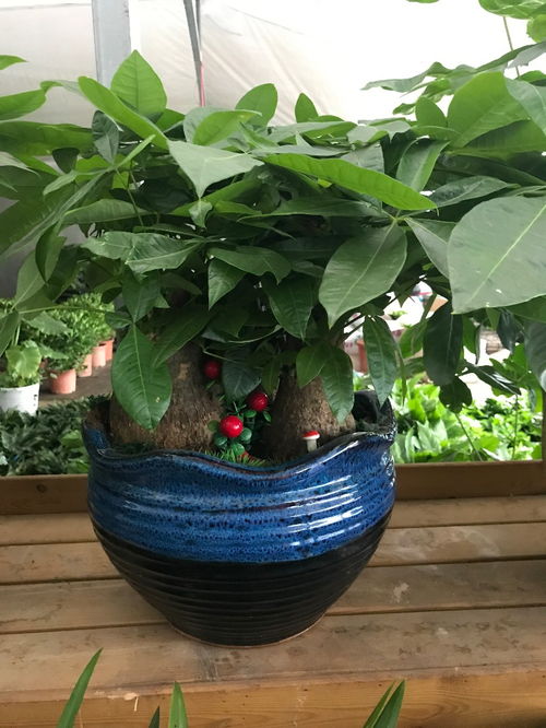 深圳南山專業綠植租擺公司 花卉綠植與水果的完美融合