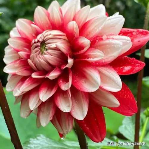 精品大麗花 花開雙色，爭奇斗艷的視覺盛宴